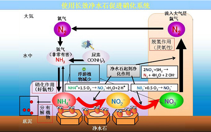 BB菌微生物凈水石功效